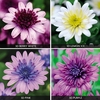 Osteospermum 