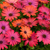 Osteospermum 