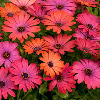 Osteospermum 