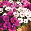 Osteospermum Collection (Hardy) - 9 plug plants - 3 of each