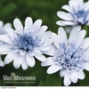 Osteospermum 