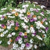 Osteospermum 
