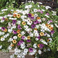 Osteospermum 