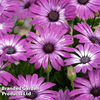 Osteospermum 