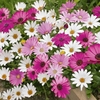 Osteospermum 
