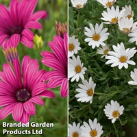 Osteospermum Hardy Duo