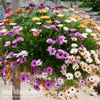 Osteospermum hybrida 