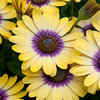 Osteospermum 