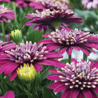 Osteospermum 