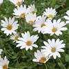 Osteospermum 
