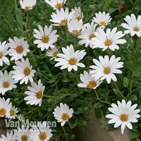 Osteospermum 