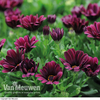 Osteospermum 