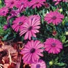 Osteospermum 