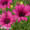 Osteospermum 