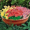 Oxalis Rainbow Mix - 6 corms