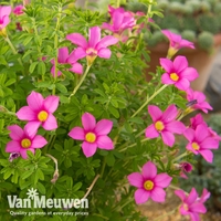Oxalis hirta 
