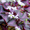 Oxalis 