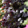 Oxalis triangularis 