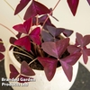 Oxalis triangularis 