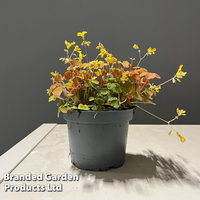 Oxalis triangularis 