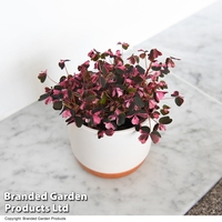 Oxalis triangularis 