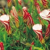 Oxalis versicolor - 9 plants