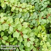 Pachysandra terminalis 