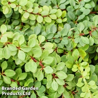 Pachysandra terminalis 
