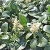 Pachysandra terminalis 