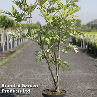 Paeonia lutea
