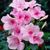Pandorea jasminoides 