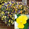Pansy: Trailing Yellow - 5 pansy plug plants