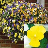 Pansy: Trailing Yellow - 5 pansy plug plants