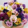 Pansy Ballerina - 48 plug plants