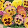 Pansy Matrix Butterfly - 48 plug plants