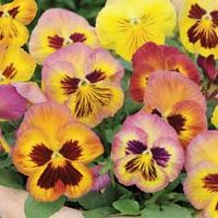 Pansy Matrix Butterfly - 48 plug plants