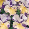 Pansy Rebecca - 5 plug plants