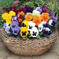 Pansy Summer Flowering - 48 plug plants
