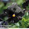 Pansy 