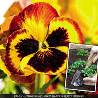 Pansy 