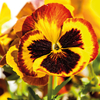 Pansy 