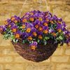 Pansy 