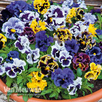 Pansy 