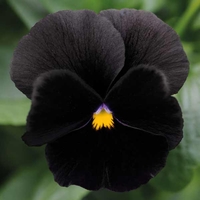 Pansy 