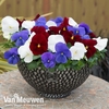 Pansy 