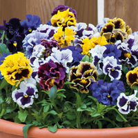 Pansy 