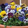Pansy 