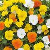 Pansy 