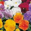 Pansy 