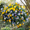 Pansy 